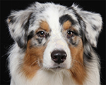 About us - Boss - Australian Shepherd